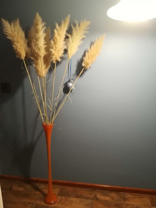 Trawa Pampasowa kłosy