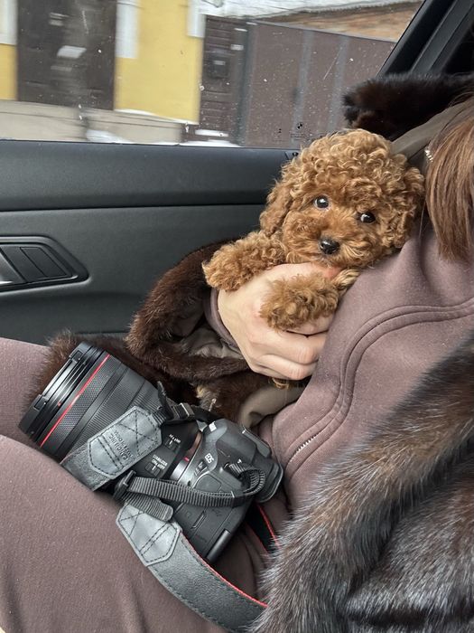 Той пудель хлопчик, 3,5 місяці, FCI, повністю вакцинований