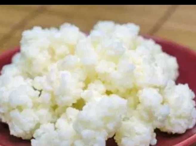 grzybek tybetanski ziarna kefirowe