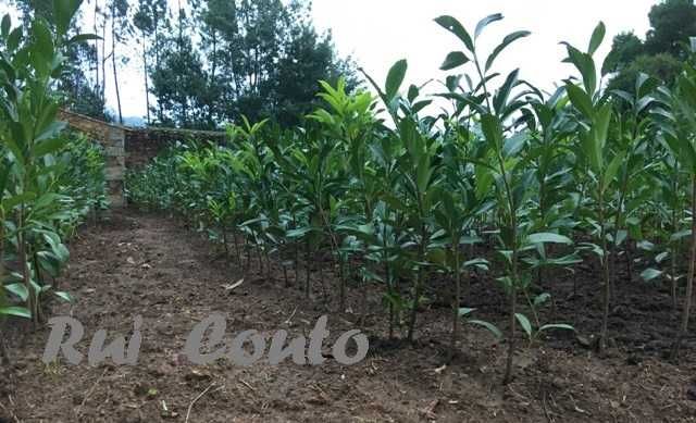 Lauros sebe - raiz nua