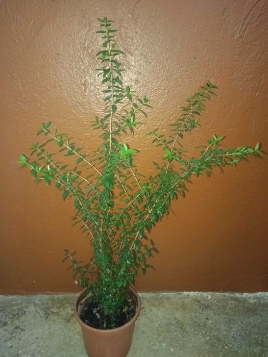 Кімнатні рослини