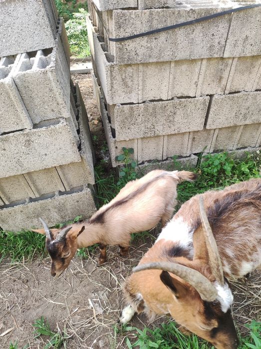 vendo cabrita uma cria