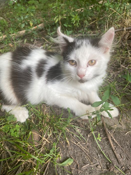 Кошенята Мурченята