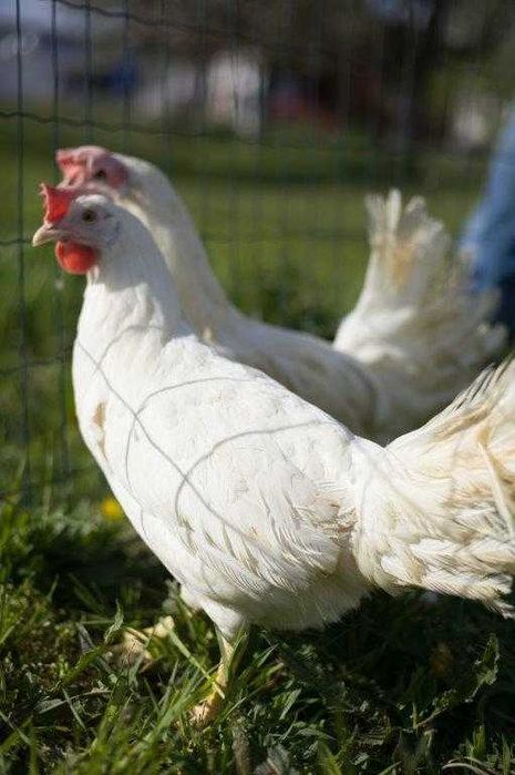 Kurki nioski Tetra brązowa na jajko