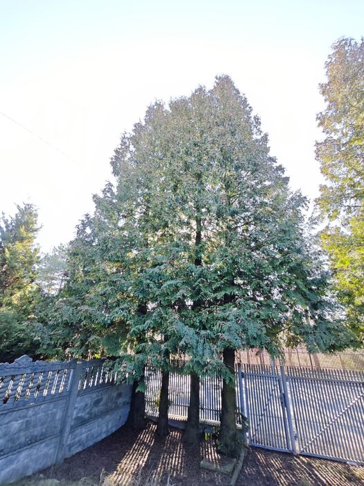 Oddam za darmo drewno