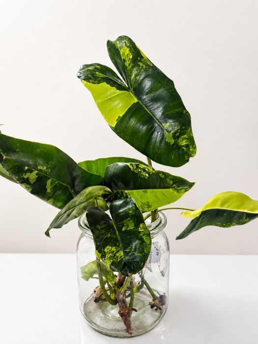 Philodendron burle marx variegata