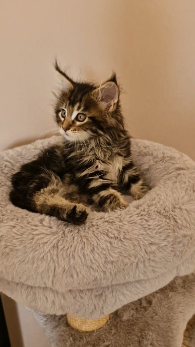 Gatinho com  MAINE COON com  LOP