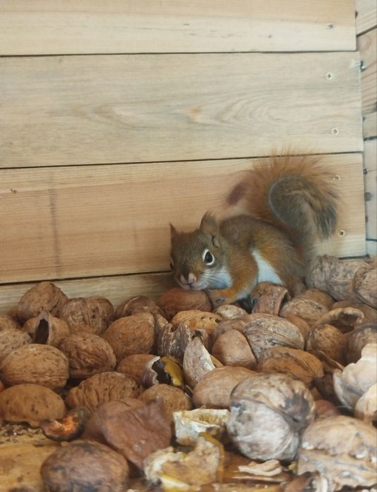 Małe wiewiórki..