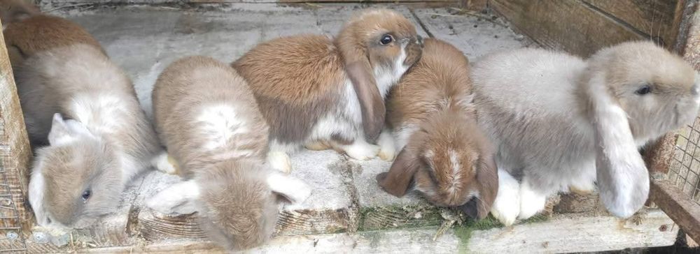 ЗЗмінять місце проживання кролики