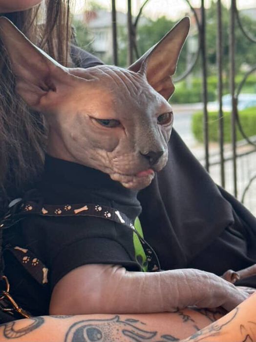 Продам Канадського сфінкса