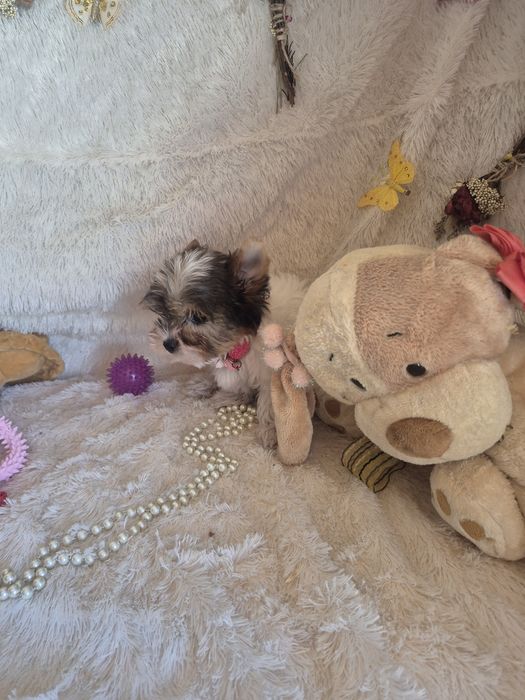 Biewer Terrier FÊMEA  Criadora Registada PT 3088 FL
