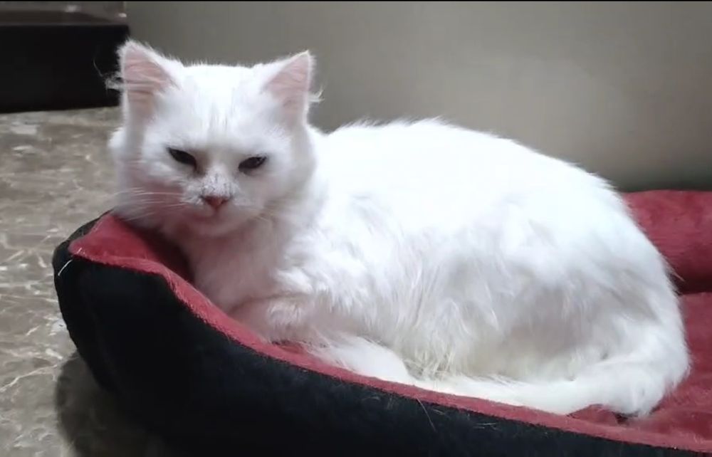 Біла кішечка, стерилізована