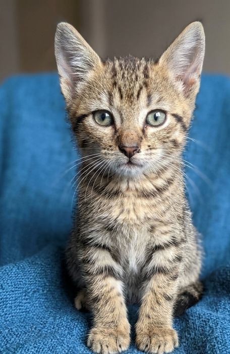 Gatinhos bebés para adoção responsável