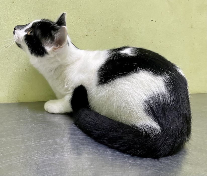 Кот котенок мальчик черный белый