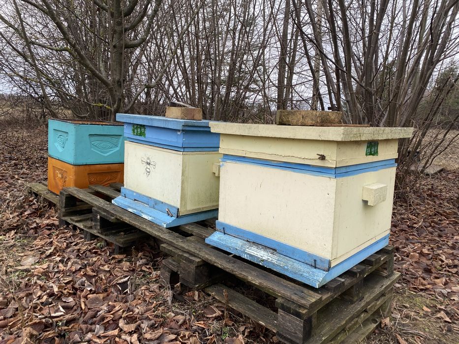 Pszczoły / Matka krainka jednorozczna