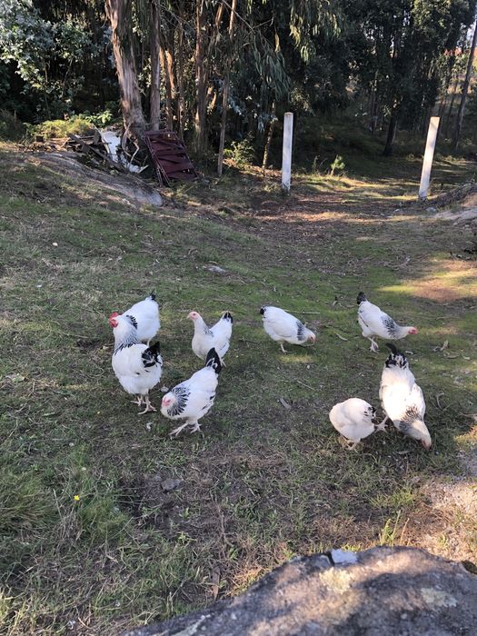 Sussex ligth animais e ovos.