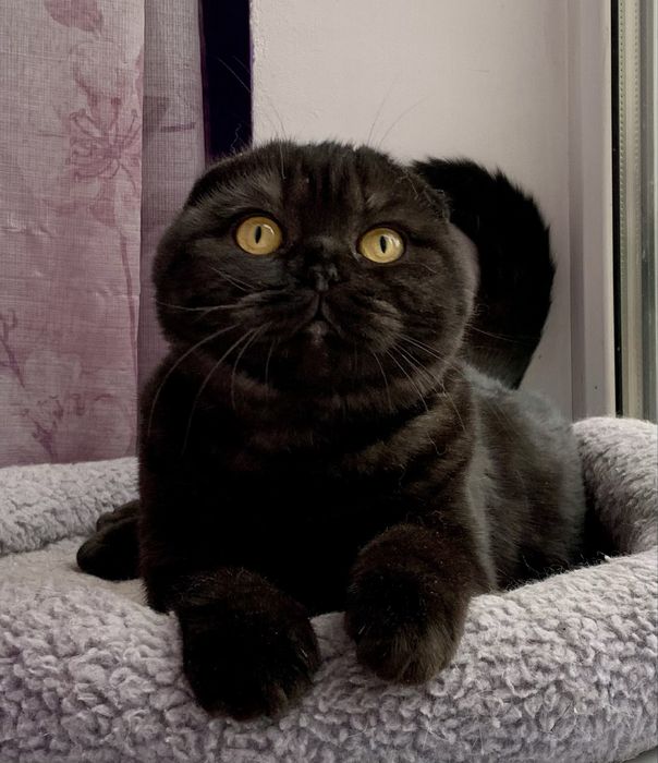 Шикарный Фолдовый котик
