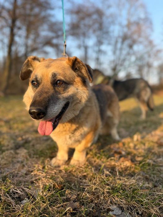 Grzeczny, spokojny psiak czeka na prawdziwy dom