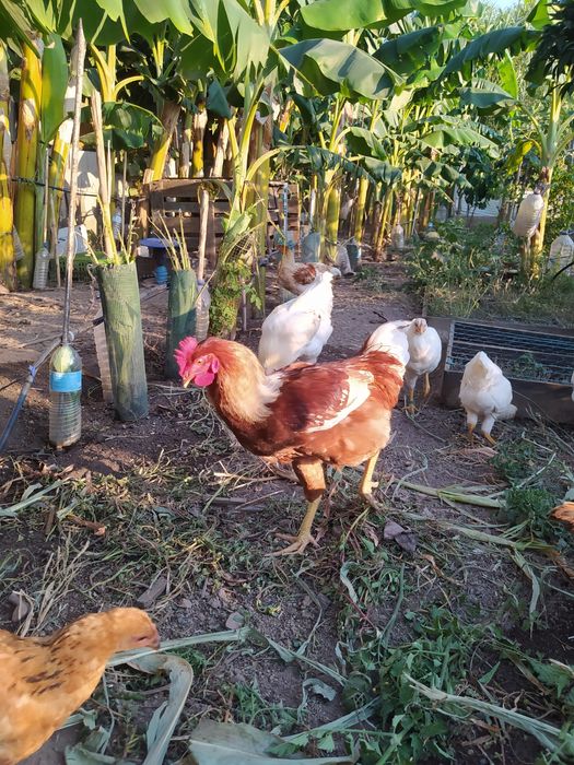 Galos Galinhas vivos Caseiros