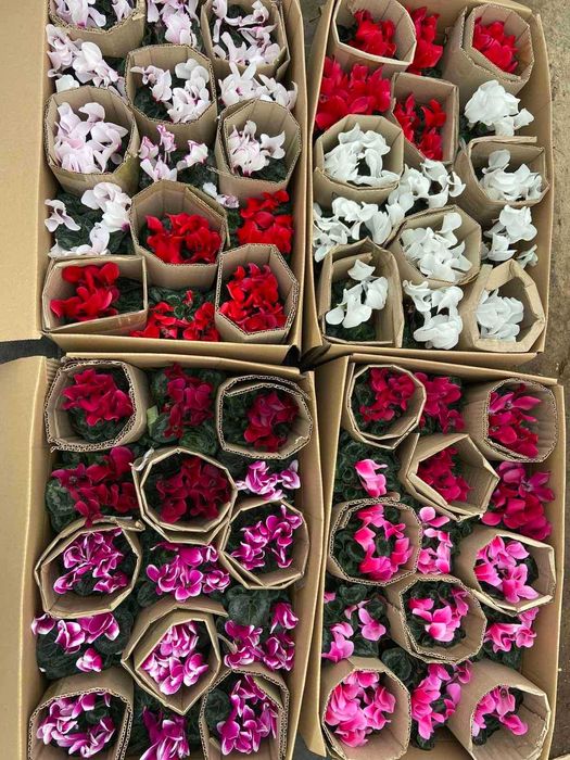 Квіти  Цинацерія, примула, цикламен квіти в горшках.