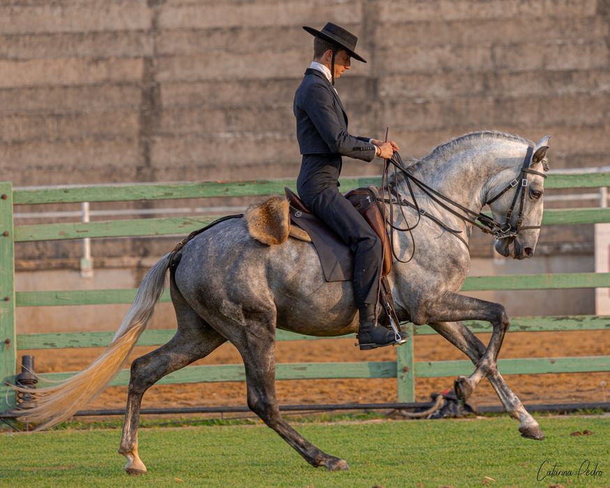 Poldro Lusitano de 4 anos