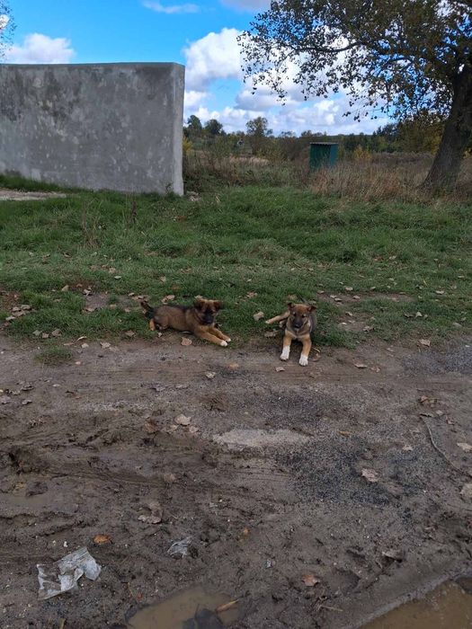 Цуцинята шукають дім