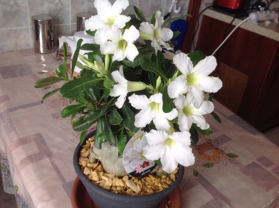 Редкое многолетнее комнатное цветущее растение Роза пустыни.