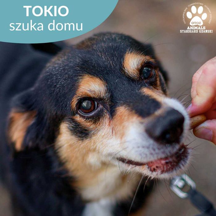 Towarzyski Tokio do adopcji!
