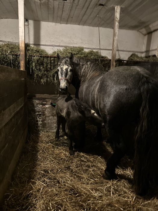 Klacz zimnokrwista siwa