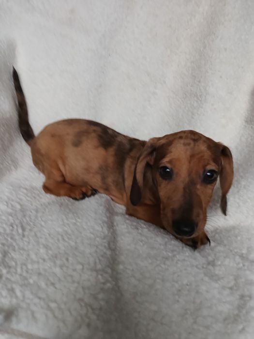 Jamnik krótkowłosy