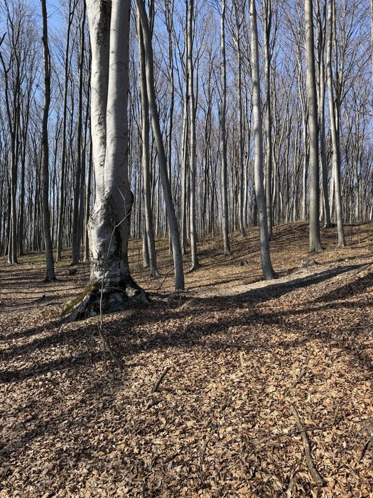 Ідеальна ділянка під лісом для Вашого будинку