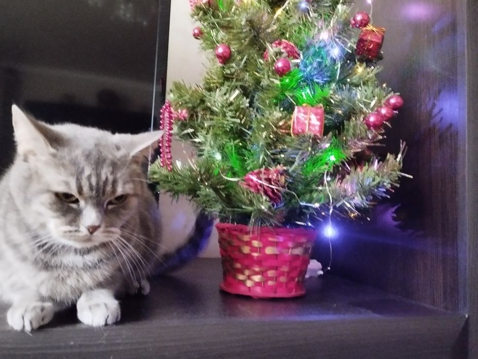 Кошечка шотландка прямоушка ищет котика вислоушку.