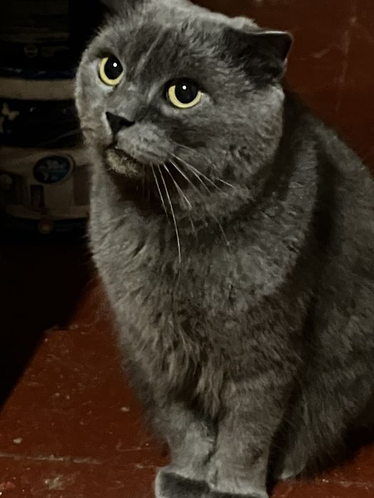 Попелястий Матвій