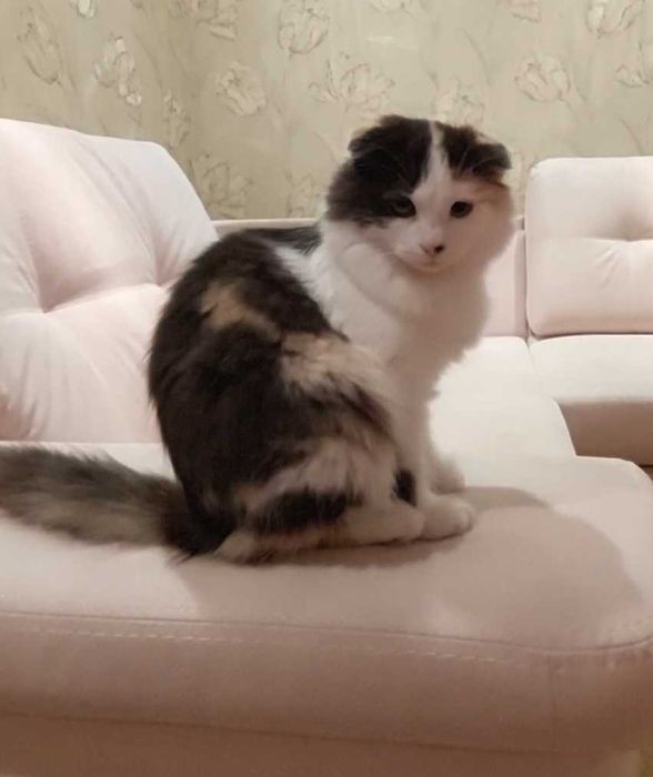Кошенята в добрі руки