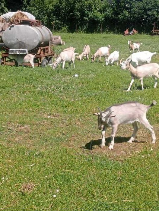 kozy kozły młode wyprzedaż z gospodarstwa