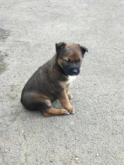 Цуценята в добрі руки