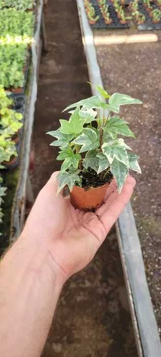 Hedera helix – 10 sztuk unikatowych odmian bluszczu!