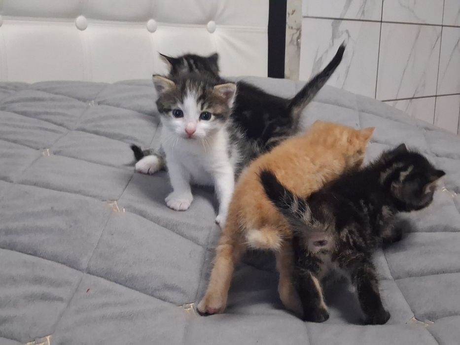 Віддамо кошенят у добрі руки
