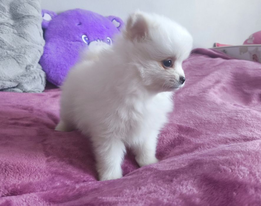 Szpic miniaturowy Pomeranian suczka