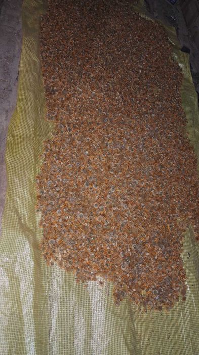 Продам арніку суху