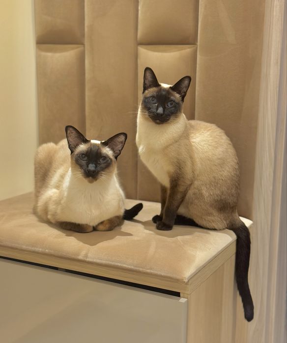 Karma dla kota mix: Purizon, Mac’s, Carny, CatzFinefood