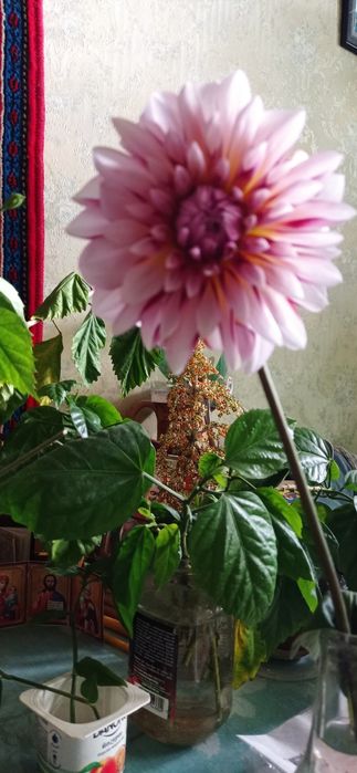 Георгин Carribian Fantasy