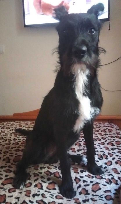 Dá -se cãozinho muito dócil