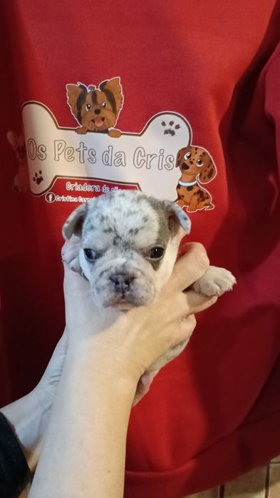 Lindo exemplar de bulldog francês blue merle