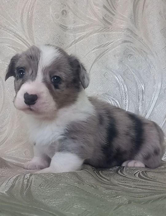 Славный  малышонок  корги кардиган, .