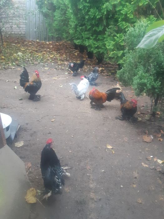 Bantamki-Karzełek Łapciaty- Karzełek Polski.