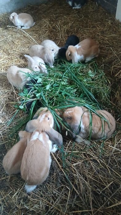 Króliki młode, 8 tygodni