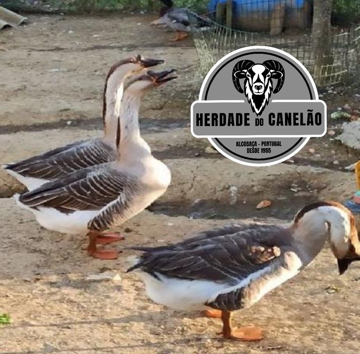 Gansos Sinaleiros