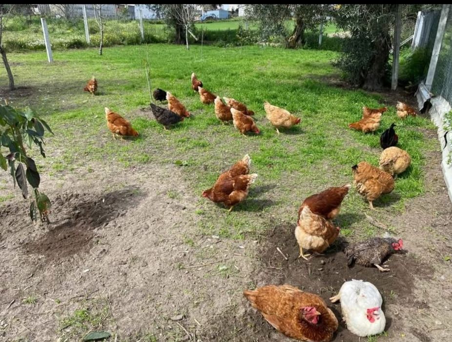 Ovos caseiros. ( entrega entre Coimbra e Montemor-o-Velho).