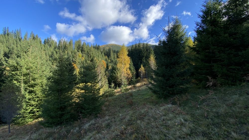 Земля під будову, межує з лісом, гарний доїзд